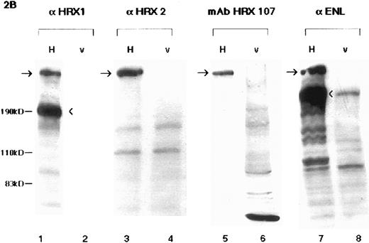Fig. 2. Western blot analyses of HRX proteins using various antibodies. (A) Western blot analysis of flag-tagged HRX-ENL expression. Lanes 1 through 4 contain a nuclear extract of Bosc 293 cells transfected with either the N-terminal flag-tagged HRX-ENL (H) or vector alone (V) (2.5 μg protein per lane). Lanes 1 and 2 were probed with MoAb HRX 107 whereas lanes 3 and 4 were probed with the antiflag antibody. Arrow indicates the protein detected by both MoAb HRX 107 and the antiflag antibody. For lanes 5 and 6, extracts of Bosc 293 cells (75 μg) that had been transfected with N-terminal flag-tagged HRX-ENL (H) or vector alone (V) were immunoprecipitated with MoAb HRX 107, with subsequent Western blotting with the antiflag antibody. (B) Comparison of MoAb HRX 107 with polyclonal anti-HRX and anti-ENL antibodies. Each lane contains extracts of Bosc 293 cells transfected with an HRX-ENL expression construct (H) or vector alone (V) as indicated above the gel lanes. Protein amounts applied to the gel were as follows: 50 μg in lanes 1, 2, and 6; 10 μg in lane 5; 20 μg in lanes 3, 4, 7, and 8. Note that the negative control lane 6 in the Western blot probed with MoAb HRX 107 contained five times as much protein as lane 5. Arrow indicates the protein detected by MoAb HRX 107 and the polyclonal antibodies αHRX1, αHRX2, and αENL. Arrowhead indicates the smaller isoforms of HRX-ENL detected by the polyclonal antibodies αHRX1 and αENL. (C) Western blot analysis of whole-cell lysates from Molt-4 (T-cell acute lymphoblastic leukemia), and two cell lines (HB 11; 19 and RS 4; 11) expressing chimeric HRX fusion proteins using HRX 107 on a 5% SDS-PAGE gel.