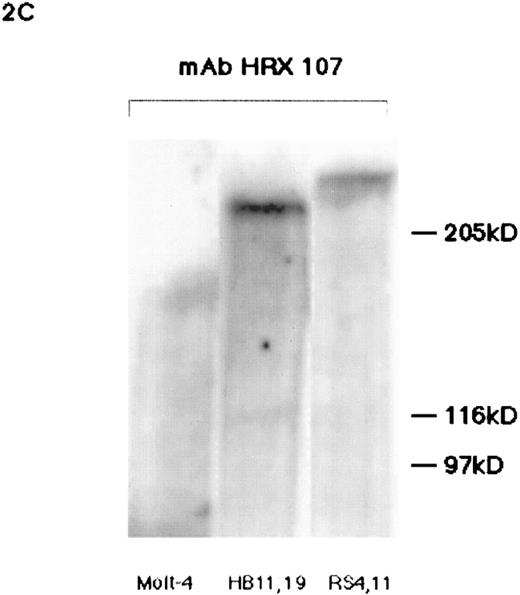 Fig. 2. Western blot analyses of HRX proteins using various antibodies. (A) Western blot analysis of flag-tagged HRX-ENL expression. Lanes 1 through 4 contain a nuclear extract of Bosc 293 cells transfected with either the N-terminal flag-tagged HRX-ENL (H) or vector alone (V) (2.5 μg protein per lane). Lanes 1 and 2 were probed with MoAb HRX 107 whereas lanes 3 and 4 were probed with the antiflag antibody. Arrow indicates the protein detected by both MoAb HRX 107 and the antiflag antibody. For lanes 5 and 6, extracts of Bosc 293 cells (75 μg) that had been transfected with N-terminal flag-tagged HRX-ENL (H) or vector alone (V) were immunoprecipitated with MoAb HRX 107, with subsequent Western blotting with the antiflag antibody. (B) Comparison of MoAb HRX 107 with polyclonal anti-HRX and anti-ENL antibodies. Each lane contains extracts of Bosc 293 cells transfected with an HRX-ENL expression construct (H) or vector alone (V) as indicated above the gel lanes. Protein amounts applied to the gel were as follows: 50 μg in lanes 1, 2, and 6; 10 μg in lane 5; 20 μg in lanes 3, 4, 7, and 8. Note that the negative control lane 6 in the Western blot probed with MoAb HRX 107 contained five times as much protein as lane 5. Arrow indicates the protein detected by MoAb HRX 107 and the polyclonal antibodies αHRX1, αHRX2, and αENL. Arrowhead indicates the smaller isoforms of HRX-ENL detected by the polyclonal antibodies αHRX1 and αENL. (C) Western blot analysis of whole-cell lysates from Molt-4 (T-cell acute lymphoblastic leukemia), and two cell lines (HB 11; 19 and RS 4; 11) expressing chimeric HRX fusion proteins using HRX 107 on a 5% SDS-PAGE gel.
