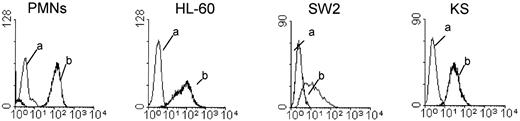 Fig. 1. Staining of human carcinoma cells with P-selectin-IgG. Human neutrophils (PMNs), the myeloid cell line HL-60 cells, KS breast cancer cells, and SW2 small cell lung cancer cells were stained with P-selectin–IgG and FITC-conjugated goat antibodies directed against the Fc part of human IgG. The staining was done in the presence (a) or absence (b) of a blocking MoAb to human P-selectin.