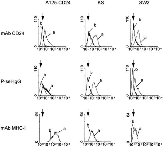 Fig. 10. Effect of PIPL-C treatment on CD24 or P-selectin–IgG staining. CD24-transfected adenocarcinoma cells (A125-CD24), KS cells, or SW2 cells were stained before (a) or after PIPL-C treatment (b) with MoAb ML-5 to CD24, human P-selectin–IgG, or MoAb W6/32 to MHC class I for control. The arrowheads indicate the negative control using the secondary antibody only.