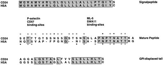 Fig. 11. Sequence comparison of murine HSA and human CD24. Primary amino acid sequences for HSA and human CD24 were aligned. Boxes indicate identity of sequence. Potential N-linked glycosylation sites are marked with an asterisk, and potential O-linked glycosylation sites are marked with a circle above the amino acid. Putative binding sites for P-selectin, MoAb CD57, and the CD24-specific MoAbs SWA11 and ML-5 are indicated.