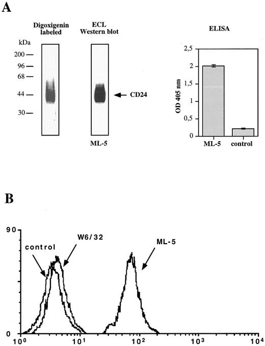 Fig. 3. Characterization of purified CD24. (A) Affinity-purified CD24 antigen isolated from human neutrophils was analyzed by Western blotting. Antigen was detected by MoAbs to CD24 (mixture of ML-5, SWA11, 32D12) followed by peroxidase-conjugated secondary antibody and ECL detection. Antigen was also detected on the membrane after treatment with digoxigenin-3-O-succinyl-ε-amino-caproic acidhydrazide followed by Digoxigenin-specific antibodies. Antigen was also coated to microtiter plates and analyzed by ELISA using MoAb ML-5 hybridoma supernatant or tissue culture medium for control. (B) Detection of CD24 after coating to polystyrene beads. Beads were stained using MoAb ML-5 specific for CD24 or control MoAbs W 6/32 to MHC class I followed by PE-conjugated rabbit-antimouse IgG. Background control was the PE-conjugated antibody alone. Stained beads were analyzed by FACScan.