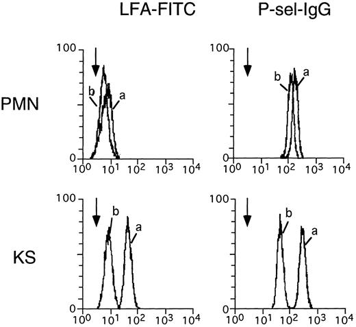 Fig. 6. Effect of sialidase treatment. CD24-coated beads were stained with FITC-conjugated LFA before (a) or after (b) sialidase treatment. Background staining of the beads was done in the presence of 5 mmol/L ETDA which prevents lectin and P-selectin–IgG specific staining and is indicated by arrowheads.