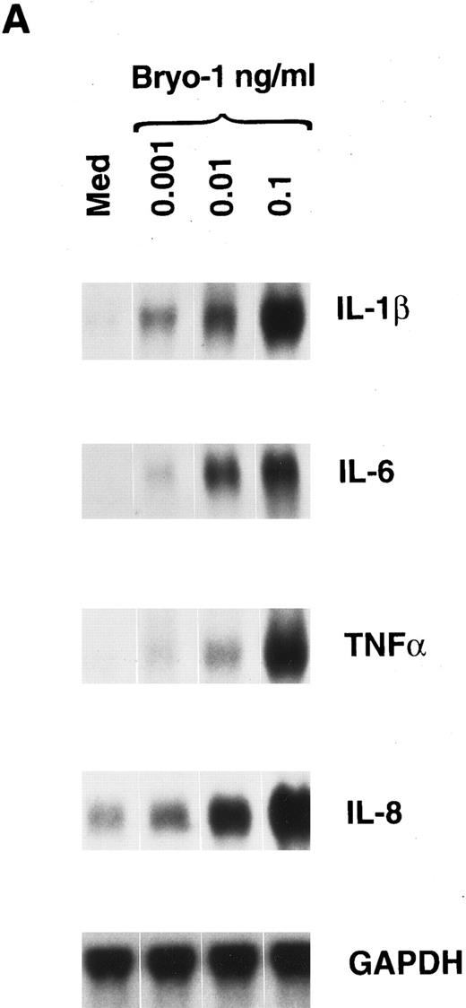 Fig. 1. Bryo-1 induces IL-1β, IL-6, TNF-α, and IL-8 mRNA expression in human monocytes. (A) Dose response. Monocytes were cultured for 6 hours in the presence of increasing concentrations of bryo-1. (B) Time-course. Cells were stimulated with 0.1 ng/mL of bryo-1 for the times specified. Total RNA was isolated and Northern blot analysis was performed as described in Materials and Methods. The blots were sequentially hybridized with the cDNAs for the indicated cytokines. GAPDH levels were determined to control that equal amounts of RNA were loaded in each lane.