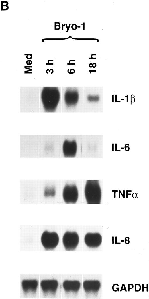 Fig. 1. Bryo-1 induces IL-1β, IL-6, TNF-α, and IL-8 mRNA expression in human monocytes. (A) Dose response. Monocytes were cultured for 6 hours in the presence of increasing concentrations of bryo-1. (B) Time-course. Cells were stimulated with 0.1 ng/mL of bryo-1 for the times specified. Total RNA was isolated and Northern blot analysis was performed as described in Materials and Methods. The blots were sequentially hybridized with the cDNAs for the indicated cytokines. GAPDH levels were determined to control that equal amounts of RNA were loaded in each lane.