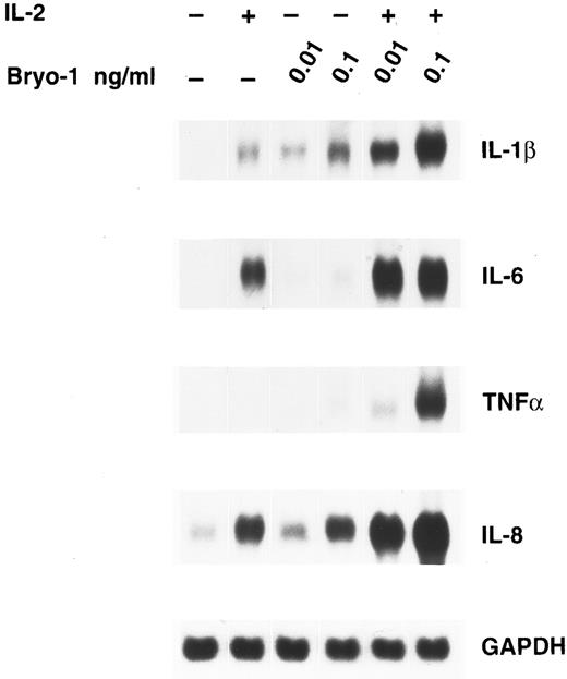 Fig. 3. Bryo-1 enhances IL-2–induced expression of IL-1β, TNF-α, IL-6, and IL-8 mRNA. Monocytes were incubated for 3 hours with IL-2 (1,000 U/mL) alone or in combination with 0.1 or 0.01 ng/mL of bryo-1 before total RNA was isolated and sequentially probed for cytokine mRNA levels by Northern blot. The blot was then rehybridized with the GAPDH probe to check the RNA loading. These data are representative of three different experiments.