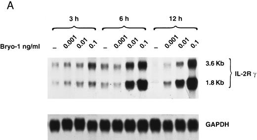 Fig. 5. Upregulation by bryo-1 of IL-2Rγ chain expression. (A) Total RNA was extracted from monocytes stimulated for different time points with medium alone or supplemented with increasing concentrations of bryo-1, and analyzed by Northern blot for IL-2Rγ mRNA expression (upper panel). The blot was then rehybridized with the GAPDH probe (lower panel). The two IL-2Rγ mRNA species of 1.8 and 3.6 Kb are indicated in the figure. (B) Flow cytometric analysis was performed on medium-treated monocytes or on monocytes stimulated for 12 hours with 0.001 to 0.1 ng/mL of bryo-1. Cells were stained by indirect immunofluorescence with the anti-p64 MoAb 1A11, followed by FITC-conjugated goat-antimouse IgG, as detailed in Materials and Methods. Analysis was performed on an EPICS Profile flow cytometer with gate settings specific for monocytes. Values shown indicate the MFI, determined on a logarithmic scale, of the FITCI-1A11 MoAb staining (directly related to the density of IL-2Rγ molecules in individual cells) calculated by subtracting the MFI of isotype-matching IgG1 from the MFI of 1A11-stained cells.