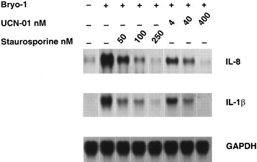 Fig. 6. Dose-dependent downregulation of bryo-1–induced IL-8 and IL-1β mRNA by PKC inhibitors. Monocytes were preincubated with the indicated concentrations of staurosporine or UCN-01 for 1 hour and then stimulated with bryo-1 (0.1 ng/mL) for 3 hours. Northern blot analysis was performed as previously described, and the same filter was sequentially hybridized with IL-8 (upper panel), IL-1β (middle panel), and GAPDH (lower panel) probes.