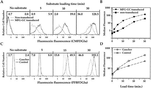 Fig. 1. FACS analysis of CMFDGlu-loaded Gaucher fibroblasts or PFBFDGlu-loaded Gaucher PBMC. MFG-GC transduced and nontransduced Gaucher fibroblasts (A) or Gaucher and control PBMC (C), were incubated at 37°C for 5 to 30 minutes in the presence of 1 mmol/L CMFDGlu (for 5, 10, or 30 minutes) or PFBFDGlu (for 5, 15, or 30 minutes), respectively. The fluorescence histograms of fibroblasts or large PBMC (FS, OS scatter high) for each time point are overlaid to indicate the relative fluorescence levels of each pair of samples (upper panel, Gaucher fibroblasts: — nontransduced, — transduced; lower panel, FS, OS large PBMC isolated from: — Gaucher patients, or — controls). The MF values of nontransduced fibroblasts or Gaucher patient FS, OS large cells are shown in the upper left corner of each histogram. The MF values of transduced fibroblasts or control FS, OS large cells are shown in the upper right corner. The MF values are plotted versus time in (B) and (D) for each of the samples displayed in A and C, respectively. The MF ratio is determined by subtracting the MF of cells incubated in the absence of substrate, and taking the ratio of the corrected MF values.