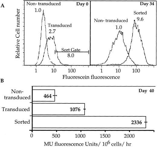 Fig. 3. Analysis of sorted, transduced Gaucher fibroblasts by flow cytometry and by the MUGlu lysate assay. (A) After loading in the presence of 1 mmol/L CMFDGlu, 30,000 cells were sorted on the basis of fluorescein fluorescence and cultured for further analysis. The threshold chosen for sorting excluded all transduced cells with fluorescence values overlapping those of the nontransduced population. The sorted population was reanalyzed by FACS 34 days later. Relative fluorescence levels are given for each sample and were calculated by setting the median fluorescence value of the nontransduced population in each experiment to 1.0. (B) Forty days postsorting, 30,000 cells were harvested, lysed, and the relative GC activity was measured using the MUGlu assay. Mean Methylumbelliferone fluorescence levels are shown for the nontransduced, transduced, and sorted populations. Lysate analysis was conducted in triplicate.