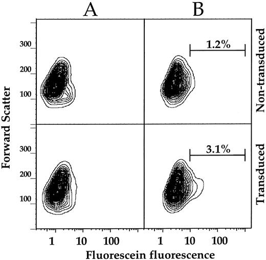 Fig. 6. FACS analysis of mobilized CD34+ enriched PBMC transduced with MFG-GC. Nontransduced (top panels) or MFG-GC transduced (bottom panels) CD34+ enriched PBMC were incubated at 37°C for 10 minutes in the absence (A) or presence (B) of 1 mmol/L CMFDGlu. Following substrate loading, FACS analysis was conducted as described for Gaucher fibroblasts. To approximate the fraction of GC positive cells in the transduced sample, logarithmic gating was applied to the substrate loaded samples. Fifty-thousand events were collected per sample. Results are displayed as 2% probability contour plots. Substrate loading did not decrease viability as measured by PI staining (data not shown).