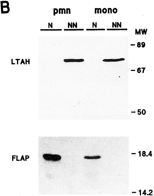 Fig. 1. Cellular distribution of NF-κB/Rel proteins in peripheral blood neutrophils and monocytes. (A) Unstimulated neutrophils or monocyte-enriched mononuclear cell suspensions from the same donor were submitted to NP40 lysis, and the resulting nuclear-containing and nonnuclear fractions were processed for electrophoresis on 15% Kornberg gels (using 106 cell-equivalents per well, unless otherwise stated) and immunoblotting, as described in Materials and Methods. For p105 and p50, the immunoblot was performed using the no. 1157 anti-p50 antiserum; to allow a better visualization of the p105 band in neutrophil nonnuclear fractions, a longer exposure of the same film is shown in the top panel. For p65/RelA, the immunoblot was performed using an antiserum to the N-terminal region (no. 1207). For c-Rel, 6 × 105 cell-equivalents per well were loaded on the gel and immunoblots were performed using the no. 265 antiserum. As a positive migration control for NF-κB/Rel proteins, a whole-cell sample from unstimulated Jurkat T cells was loaded on the outermost left track (“J”). This experiment is representative of at least three. (B) Immunoblots were performed on the same samples as the ones depicted in (A). Upper panel, 106 cell-equivalents were loaded on a 15% Kornberg gel and the membrane was immunoblotted using an anti-LTA4 hydrolase antiserum (“LTAH”). Lower panel, 5 × 105 cell-equivalents were loaded on an 18% Kornberg gel and the membrane was immunoblotted using an anti-FLAP antiserum. This experiment is representative of at least three. N, nuclear fractions; NN, nonnuclear fractions; pmn, polymorphonuclear neutrophils; mono, autologous monocyte-enriched suspensions; MW, molecular weight markers (in kD).