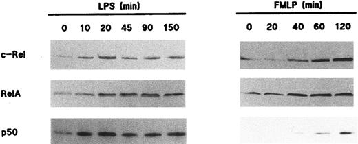 Fig. 3. Nuclear mobilization of Rel family proteins following stimulation of human neutrophils. Cells (5 × 106/mL) were cultured at 37°C in the presence of 1 μg/mL LPS (left panel) or 10 nmol/L fMLP (right panel); aliquots were taken at the indicated times (in minutes), and submitted to NP40 lysis. The resulting nuclear fractions were then analyzed by immunoblot using antisera to p50 (no. 1141), c-Rel, or p65/RelA (no. 1207); 106 cell-equivalents were loaded on the gels (except when probed for c-Rel, 7 × 105 cell-equivalents). The experiments depicted in this figure are representative of at least five.