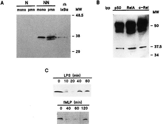Fig. 4. Cellular distribution and inducible degradation and resynthesis of IκB-α in human neutrophils. (A) Unstimulated neutrophils or monocyte-enriched mononuclear cell suspensions from the same donor were submitted to NP40 lysis, and the resulting nuclear-containing (“N”) and nonnuclear (“NN”) fractions were processed for electrophoresis (2 × 106 cell-equivalents per well) and immunoblotting using an anti-IκB–α antibody (no. 9). For comparative purposes, the immunoblot shown in this panel was performed using samples from the same experiment as the one depicted in Fig 1. This experiment is representative of three. (B) Nonnuclear fractions from resting neutrophils were immunoprecipitated with antisera raised against individual NF-κB/Rel proteins, and the resulting immunoprecipitates (2.5 × 106 cell-equivalents) were processed for immunoblot analysis using an anti-IκB–α antibody (sc-371). For comparative purposes, the immunoblot shown in this panel was performed using samples from the same experiment as the one depicted in Fig 2. This experiment is representative of two. (C) Neutrophils (5 × 106/mL) were cultured at 37°C in the presence of 1 μg/mL LPS or 10 nmol/L fMLP. Aliquots were taken at the indicated times, submitted to nonionic detergent lysis, and the resulting nonnuclear fractions were processed for immunoblot analysis using an anti-IκB–α antibody (sc 371). Each of the experiments depicted in this panel is representative of at least four. pmn, polymorphonuclear neutrophils; mono, autologous monocyte-enriched suspensions; MW, molecular weight markers (in kD); ipp, antiserum used for immunoprecipitation.