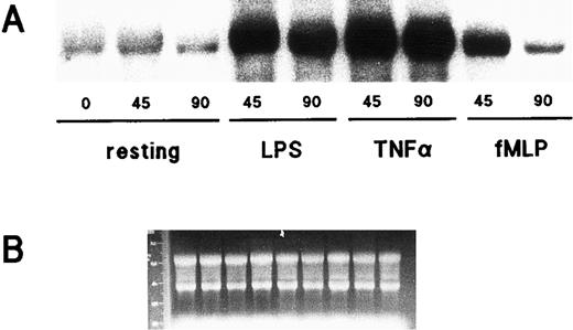 Fig. 5. Effect of LPS, TNF-α, and fMLP on IκB-α gene expression in human neutrophils. (A) Cells (5 × 106/mL) were cultured at 37°C in the presence or absence of 1 μg/mL LPS, 5 ng/mL TNF-α, or 10 nmol/L fMLP for the indicated times (in minutes). Total RNA was then extracted and processed for Northern blot analysis using an IκB-α cDNA probe. This experiment is representative of three. (B) Ethidium bromide staining of the gel corresponding to the autoradiograms depicted in (A).
