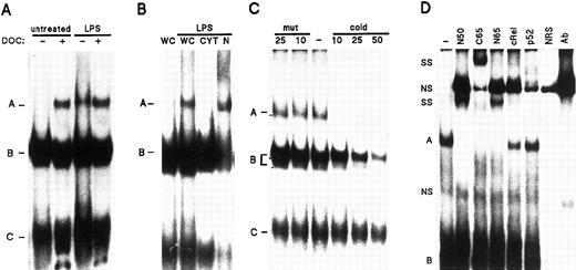 Fig. 6. Detection and characterization of NF-κB DNA binding activities in human neutrophils. (A) Neutrophils (5 × 106/mL) were cultured in the presence or absence of 1 μg/mL LPS, for 15 minutes at 37°C. Whole-cell extracts were prepared as described in Materials and Methods, and incubated in the presence or absence of DOC in the binding mixtures, before EMSA analysis using an oligonucleotide probe containing tandem repeats of the consensus NF-κB motif. The various DNA-binding complexes are indicated by the letters, A, B, and C. The amount of extract used in the binding reactions corresponded to 620,000 cell equivalents (approximately 20 μg of protein). (B) Neutrophils were cultured in the absence (first lane) or presence of LPS as indicated in (A), and whole-cell extracts (“WC”), as well as the corresponding cytoplasmic (“CYT”) and nuclear (“N”) extracts, were analyzed in EMSA. The amount of extract used corresponded to 550,000 cell equivalents (approximately 19 μg, 18 μg, and 2.2 μg for whole-cell, cytoplasmic, and nuclear extracts, respectively). (C) Whole-cell extracts from neutrophils cultured in the presence of 100 U/mL TNF-α (20 minutes at 37°C) were prepared and analyzed in EMSA. Before addition of the labeled NF-κB oligonucleotide probe to the binding mixture, extracts were incubated with a 10-, 25- or 50-fold molar excess of unlabeled NF-κB oligonucleotide (“cold”), or with an excess of unlabeled oligonucleotide containing mutated NF-κB binding sites (“mut”). The amount of extract used corresponded to 510,000 cell equivalents (approximately 16 μg of protein). (D) Neutrophils were cultured in the presence of LPS as described in (A), and nuclear extracts were analyzed in EMSA. Before addition of the labeled NF-κB oligonucleotide probe, extracts were incubated with antisera raised against p50 (no. 1141), p52 (no. 1267), c-Rel (no. 1136), the C-terminal region of p65/RelA (“C65”, no. 1226), the N-terminal region of p65 (“N65”, no. 1207), or without antisera (“-”). As a control, binding mixtures that only contained one of the antisera (in this case the anti-c-Rel, “Ab”), or normal rabbit serum (“NRS”), were routinely included on the gels. The amount of extract used corresponded to 960,000 cell equivalents, representing about 4.8 μg of protein. Supershifted complexes (“SS”) are indicated, as well as nonspecific bands (“NS”) present either in normal rabbit serum or in the control antiserum. Each of the experiments depicted in this figure is representative of at least four.