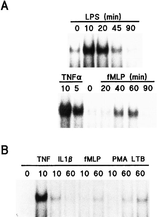 Fig. 7. Effect of LPS, TNF-α, and fMLP towards NF-κB activation in human neutrophils. (A) Cells (5 × 106/mL) were cultured at 37°C in the presence or absence of 1 μg/mL LPS, 100 U/mL TNF-α, or 10 nmol/L fMLP for the indicated times (in minutes), and nuclear extracts were prepared and analyzed in EMSA. The amount of nuclear extract used in the binding reactions corresponded to 106 cell equivalents (upper panel) and 1.5 × 106 cell equivalents (lower panel), representing approximately 4.5 and 7.0 μg of protein, respectively. (B) Neutrophils were cultured in the presence or absence of 100 U/mL TNF-α, 10 ng/mL IL-1β, 10 nmol/L fMLP, 10 ng/mL PMA, or 10 nmol/L LTB4 as described in (A) for the indicated times (in minutes). Nuclear extracts were then prepared and analyzed in EMSA. The amount of nuclear extract used corresponded to approximately 750,000 cell equivalents. Each of the experiments depicted in this figure is representative of at least four.