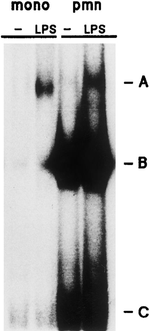 Fig. 8. Comparative ability of neutrophils and autologous monocytes to activate NF-κB in response to LPS. Cells (5 × 106/mL) were cultured in the presence or absence ( — ) of 1 μg/mL LPS for 20 minutes at 37°C, and the resulting whole-cell extracts were analyzed in EMSA. The amount of extract used corresponded to 640,000 cell equivalents (neutrophils) or 190,000 cell equivalents (monocytes). This experiment is representative of three. The various DNA-binding complexes are indicated by the letters A, B, and C; pmn, polymorphonuclear neutrophils; mono, monocyte-enriched suspensions.