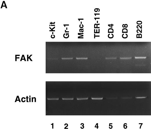 Fig. 1. RT-PCR analysis of lineage-sorted (A) and cytokine-treated (B) murine BM cells. (A) Bone marrow cells from C57BL/6 mice were sorted for RT-PCR to detect FAK mRNA (upper panel) and β-actin mRNA (lower panel). The MoAbs used in sorting were anti-c-Kit (lane 1), Gr-1 (lane 2), Mac-1 (lane 3), TER-119 (lane 4), CD4 (lane 5), CD8 (lane 6), and B220 (lane 7). (B) Day 7 GM-treated cells (lane 3, adherent cells; lane 4, nonadherent cells) and IL-3–treated cells (lane 5, adherent cells; lane 6, nonadherent cells) were subjected to RT-PCR to detect FAK mRNA (upper panel) and β-actin mRNA (lower panel). Unstimulated controls were also analyzed (lane 1, adherent cells; lane 2, nonadherent cells).