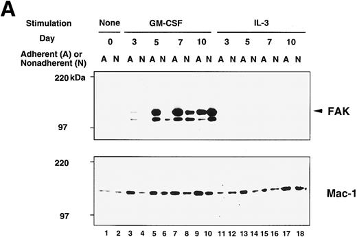 Fig. 3. Immunoblot analysis of murine BM culture after GM-CSF or IL-3 stimulation. (A) The BM cells were incubated in the presence of GM-CSF or IL-3 for 3, 5, 7, and 10 days. Cell lysates (20 μg/lane) were analyzed by immunoblotting with anti-murine FAK rabbit antibody JF1 (upper panel) and reprobed with anti-Mac-1 Ab (lower panel). Lanes 1 and 2, unstimulated BM; lanes 3 through 10, stimulated by GM-CSF; lanes 11 through 18, stimulated by IL-3. Lanes 1, 3, 5, 7, 9, 11, 13, 15, and 17, adherent cells; lanes 2, 4, 6, 8, 10, 12, 14, 16, and 18, nonadherent cells. Arrowhead indicates FAK protein (125 kD). (B) Immunoblot analysis of murine BM before and after cytokine switching. The BM cells were incubated with GM-CSF or IL-3 for 5 days, before switching to the other growth factor for another 5 days. Cell lysates (20 μg/lane) were immunoblotted with JF1 anti-FAK Ab (upper panel) and reprobed with anti-Mac-1 Ab (lower panel). Lanes 1 and 2, unstimulated BM; lanes 3 and 4, day 5 cell lysates after stimulation with IL-3 only; lanes 5 and 6, cytokine switching from IL-3 to GM-CSF; lanes 7 and 8, day 5 cell lysates after stimulation with GM-CSF only; lanes 9 and 10, cytokine switching from GM-CSF to IL-3. Lanes 1, 3, 5, 7, and 9, adherent cells; lanes 2, 4, 6, 8, and 10, nonadherent cells. Arrowhead indicates FAK protein (125 kD).