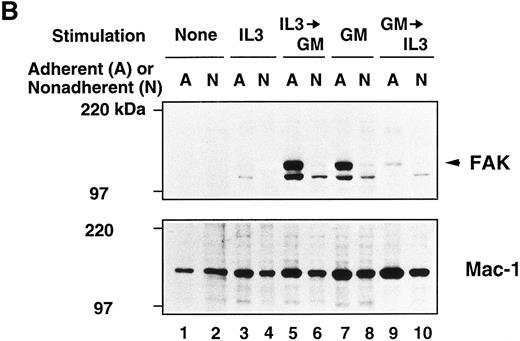 Fig. 3. Immunoblot analysis of murine BM culture after GM-CSF or IL-3 stimulation. (A) The BM cells were incubated in the presence of GM-CSF or IL-3 for 3, 5, 7, and 10 days. Cell lysates (20 μg/lane) were analyzed by immunoblotting with anti-murine FAK rabbit antibody JF1 (upper panel) and reprobed with anti-Mac-1 Ab (lower panel). Lanes 1 and 2, unstimulated BM; lanes 3 through 10, stimulated by GM-CSF; lanes 11 through 18, stimulated by IL-3. Lanes 1, 3, 5, 7, 9, 11, 13, 15, and 17, adherent cells; lanes 2, 4, 6, 8, 10, 12, 14, 16, and 18, nonadherent cells. Arrowhead indicates FAK protein (125 kD). (B) Immunoblot analysis of murine BM before and after cytokine switching. The BM cells were incubated with GM-CSF or IL-3 for 5 days, before switching to the other growth factor for another 5 days. Cell lysates (20 μg/lane) were immunoblotted with JF1 anti-FAK Ab (upper panel) and reprobed with anti-Mac-1 Ab (lower panel). Lanes 1 and 2, unstimulated BM; lanes 3 and 4, day 5 cell lysates after stimulation with IL-3 only; lanes 5 and 6, cytokine switching from IL-3 to GM-CSF; lanes 7 and 8, day 5 cell lysates after stimulation with GM-CSF only; lanes 9 and 10, cytokine switching from GM-CSF to IL-3. Lanes 1, 3, 5, 7, and 9, adherent cells; lanes 2, 4, 6, 8, and 10, nonadherent cells. Arrowhead indicates FAK protein (125 kD).