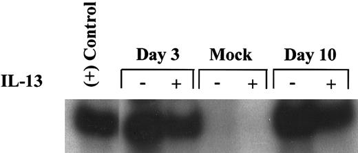 Fig. 5. Detection of the lacZ gene sequence in macrophages infected with CMV RC256. Alveolar macrophages, cultured at a density of 1 × 106 cells/well for 7 days, were either pretreated with 50 ng/mL of IL-13 or received growth medium alone for 2 days before infection with HCMV. Cultures were then exposed either to the lacZ recombinant CMV, RC256 (MOI of 1), or growth medium (Mock) for 4 hours, washed 3× with PBS and refed with growth medium supplemented with IL-13 (+) or growth medium alone (−). The growth medium was changed every 3 days. Cells were collected at days 3 and 10 postvirus exposure, and 25 ng of cellular DNA was used as a template for amplification with β-gal primers by PCR under conditions described in Materials and Methods. An equal amount of DNA from the Hela-CD4-LTR β-gal cell line was amplified as a positive control. Amplified DNA was subjected to liquid hybridization with a 32P-labeled β-gal probe, electrophoresed through 8% polyacrylamide gel electrophoresis, and visualized overnight by autoradiography.