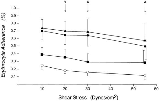 Fig. 1. Mean percentage of erythrocytes that are adherent to cultured endothelial monolayers at various shear stresses. (▴), Patient A.M.; (•), patient J.W.; (▪), patient E.M.; (○), age- and sex-matched controls. V, maximum venule shear stress; C, maximum capillary shear stress; A, maximum arteriole shear stress.