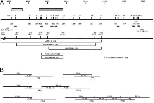 Fig. 1. (A) Schematic representation of the region of HS3 analyzed in this study. Stippled rectangles indicate two regions of DNaseI hypersensitivity. The darker, longer rectangle is the region referred to as the “core” of HS3 while the other, more 5′ rectangle represents a second hypersensitive region.22 The 24 phylogenetic footprints (FP1-24) are indicated as numbered black vertical bars. Beneath the footprints, the relative locations of the probes used for gel shift analysis is shown, and the position of the 5′ end of each probe with respect to the HUMHBB (GenBank) sequence is indicated. The positions of several landmark restriction sites are shown below the probes, and the regions of HS3 that have been used in functional assays are indicated. The end-points of deletions of HS3 tested in functional studies are also shown.5253 (B) Probe overlaps are documented schematically; the length of overlap is given in base pairs. Here, as in the text, probes are referred to by the footprint number rather than the position in the sequence.