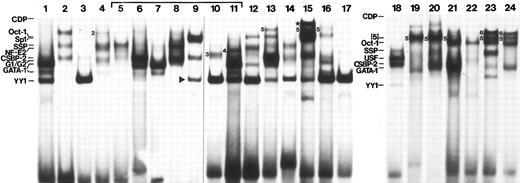 Fig. 2. Representative patterns of binding interactions to 24 human oligonucleotide probes spanning phylogenetic footprints. Not all interactions could be detected using standard conditions, and other complexes, not visible in this figure, were detected. An idealized illustration of the binding interactions which includes all complexes reproducibly seen is shown in Fig 3. Binding was performed with K562 protein (3 to 5 μg) and 500 ng poly (dIdC). Unidentified complexes are numbered. The band marked with the star (FP15) indicates a complex that is only seen with higher concentrations of extracts and may represent the binding of more than one protein.