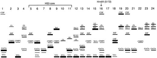 Fig. 3. Idealized representation of binding results. Band intensities are corrected for affinity of binding as determined in competition assays and summarized in Table 2. Binding interactions that were only detected by competition assays are not shown here, but are listed in Table 2. The unlabeled complex observed below some of the GATA bands is a subband that often accompanies GATA-1 binding.31-33 Sp1a (FP15) is a subband that accompanies Sp1 binding33; this band comigrates with but is distinct from CSBP-2.