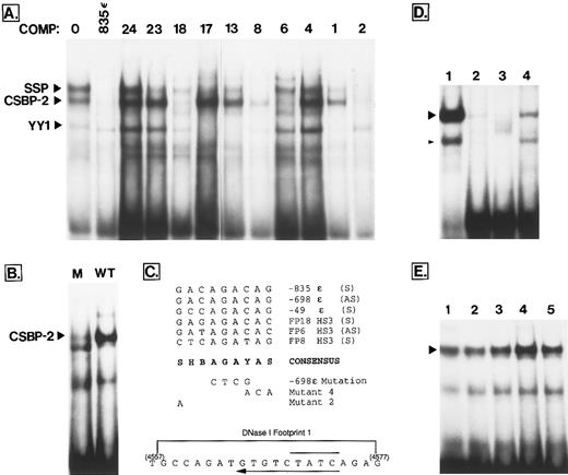 Fig. 4. (A) Competition survey of FP probes shows binding sites for CSBP-2, SSP, and YY1. The labeled probe was described in an earlier study and spans a phylogenetic footprint located at −835 upstream from the ε gene.32 This probe binds CSBP-2 and SSP at moderate affinity and YY1 weakly (indicated at left). Each lane contains 4 μg of K562 extract, 0.2 ng of labeled probe (20,000 cpm), 500 ng poly (dIdC), and 100 ng of the specific competitor indicated above the lane. Lane 1 contains no added competitor. (B) Effect of a 4-bp mutation on CSBP-2 binding. The labeled probe spans a characterized CSBP-2 binding site located −698 bp upstream from the ε gene.32 In lane 2 (WT), this probe was used in a binding assay with K562 extract, poly(dIdC) and no specific competitor. In lane 1, the same probe, but containing base changes at the four sites shown in (C) was used in the binding (M). (C) Alignment of five moderate- to high-affinity CSBP-2 sites found at conserved sites in the globin cluster. The −835 ε, −698 ε, and −49 ε sequences were described earlier.32 The location and exact sequence of several mutations that have been shown to disrupt binding of the CSBP-2 complex are shown below the consensus sequence. Mutants 2 and 4 are from Philipsen et al23 and were shown to severely inhibit the binding of factor “X,” here identified as CSBP-2. Effect of the −698 ε mutation is shown in (B). At the bottom is the sequence of the portion of the HS3 core known as “footprint 1” described by Philipsen et al.23 The location of the CSBP-2 consensus on the antisense strand is shown by the long arrow below the sequence. A GATA-1 consensus sequence is also located on the bottom strand (overline). S, G or C; B, not A; H, not G; Y, T or C. (D) Effect of chelators on binding of the zinc finger protein YY1. The probe for (D) is a well-described YY1 binding site (Table 1). Lane 1 is a standard binding reaction with K562 extract (described in Materials and Methods). In lane 2, 100 ng of specific competitor (unlabeled probe) was added to show specificity of binding. In lanes 3 and 4, 3 mmol/L orthophenanthroline and 1 mmol/L EDTA, respectively, was added to the binding reaction. The position of the YY1 complex (large arrowhead) and a minor subband described earlier (small arrowhead)31 is shown. Both complexes are sensitive to the presence of chelators. (E) The CSBP-2 complex is not sensitive to chelation. In lane 1, the −698ε probe was used in a standard binding reaction. Chelators were added to other lanes as follows: lane 2, 3 mmol/L orthophenanthroline; lane 3, 6 mmol/L orthophenanthroline; lane 4, 1 mmol/L EDTA; lane 5, 3 mmol/L EDTA. The position of the CSBP-2 complex is marked with an arrowhead.