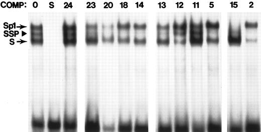 Fig. 5. Competition scan for SSP binding sites. The probe in all lanes is derived from the -50 region of the human γ promoter, a well-characterized SSP binding site.36 Binding assays were done using standard conditions and K562 extracts. Unlabeled competitor was added in the prebinding step at a level of 100 ng. Lane 1 contains no added competitor. Lane 2 represents self competition. All other lanes contain one of the FP probes (indicated above the lane) as specific competitor. The position of the Sp1 complex, SSP complex, and another Sp1-related complex (S) are indicated at left.