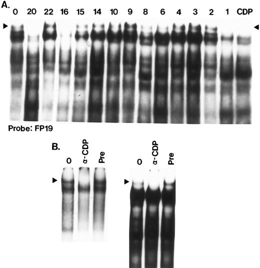 Fig. 7. CDP binding sites in HS3. (A) FP19, FP20, FP16, and FP1 contain binding sites for CDP. In this competition scan, the FP19 probe was labeled and binding assays were performed with K562 extracts. Incubations were performed at 4°C and gels (3.5%) were also run at 4°C for 3.5 hours to enable detection of the CDP complex, which is large and has a tendency to degrade. Competitors (100 ng) were added as indicated above the lane. Lane 1 has no competitor (0). The final lane (CDP) confirms that the slowest complex is efficiently competed by an oligonucleotide containing a well-characterized CDP binding site.46 (B) Anti-CDP antibody inhibits formation of the CDP complex. In the left panel, the CDP oligonucleotide (Table 1) was used as a probe; in the right panel, the probe was FP19. For both panels, lane 1 consists of a standard binding assay (no antibody preincubation); in lane 2, 0.5 μL of anti-CDP antibody was preincubated with extract protein before probe addition as described in Materials and Methods; in lane 3, a similar volume of preimmune serum was added in the preincubation step. Formation of the CDP complex (arrowhead) is abolished in the presence of antibody.