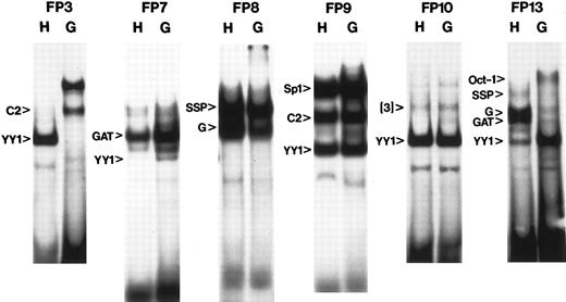Fig. 9. Comparison of human and galago binding patterns. A subset of the comparison gel shifts are shown. In some cases, complexes identified with the human probe are more intense with the galago probe: CSBP-2 in FP3; YY1 in FP7; YY1 in FP13. In other cases, complexes are less intense, but still present with the galago probe: G1/G2 and GATA in the FP13 probe. All such results were retested using competition assays and the results are summarized in Table 2. C2, CSBP-2; GAT, GATA-like; G, G1/G2.
