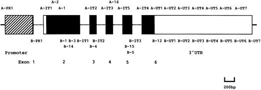 Fig. 1. Schematic representation of PIG-A gene and PCR primers. ▨, □, and ▪ boxes represent a promoter, untranslated and coding regions, respectively. Primers used for PCR are indicated at the corresponding positions.