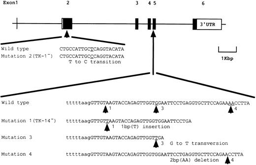 Fig. 3. Schematic representation of somatic mutations of the PIG-A gene found in patient J19.
