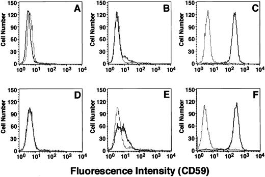 Fig. 5. Flow cytometry of CD59 on JY5 cells transfected with mutant PIG-A cDNA and on B-lymphoblastoid cell lines established from patient J19. (A) The PIG-A–deficient human lymphoblastoid cell line JY5 transfected with PIG-A cDNA bearing mutation 1. (B) The PIG-A–deficient human lymphoblastoid cell line JY5 transfected with PIG-A cDNA bearing mutation 2. (C) JY5 transfected with normal PIG-A cDNA. (D through F ) The completely deficient TK-14−, the partially deficient TK-1− and the wild-type TK-4+–lymphoblastoid cell lines derived from this patient, respectively. Solid lines, anti-CD59; dotted lines, isotype-matched control monoclonal antibody.