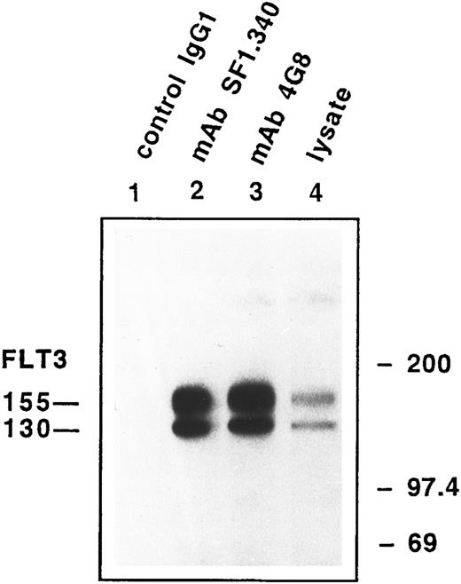 Fig. 1. Immunoprecipitation of FLT3 and Western blotting. Immunoprecipitation of FLT3 from transfected Ba/F3 cells either with MoAb SF1.340 (lane 2), MoAb 4G8 (lane 3) or a control MoAb against human IgG1 (lane 1). Immunoprecipitated lysate or whole cell lysate (lane 4) were electrophoresed on SDS-PAGE 7.5%, blotted with a rabbit polyclonal IgG raised against a peptide corresponding to the carboxy terminus of human FLT3, and visualized by ECL.