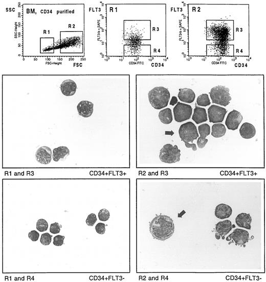 Fig. 6. May-Grünwald–stained cytocentrifuge preparations of CD34-selected BM cells labeled with CD34-FITC and the biotinylated FLT3 specific MoAb SF1.340. Cells were fractionated according to the indicated sort windows. Arrows show a FLT3+ cell with promyelocyte-specific azurophile granulation (middle right), and a large FLT3− cell with proerythroblast-like morphology (bottom right), respectively.