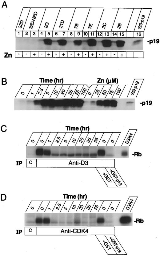 Fig. 1. Induction of p19INK4d and inhibition of cyclin D–dependent Rb kinase activity in zinc-induced 32D clones. (A) Immunoblot analysis of parental 32D cells (lane 1), a polyclonal population of control cells receiving the empty pMT-CB6+ vector (lanes 2 and 3), and six single cell-derived subclones electroporated with the pMT-CB6+p19 vector (lanes 4 to 15) before (even numbered lanes) or after (odd numbered lanes) treatment with 75 μmol/L zinc for 4 hours. An Sf9 cell lysate containing recombinant p19 was used as an internal control to mark the mobility of the protein in the gel (lane 16). (B) Time course after zinc-addition, and dose-dependence of p19 expression. A p19-inducible clone was grown in IL-3 and 75 μmol/L zinc for the indicated times in hours, or treated with the indicated concentrations (μmol/L) of zinc for 5 hours. Sf9 cell lysates containing p19 were used to mark the position of p19 in the gel (right lane, Sf9-p19). (C) Induced p19 inhibits cyclin D3–dependent kinase activity. Cell lysates were prepared from clone 2C at the indicated times in hours after zinc-addition and were precipitated with an irrelevant control monoclonal antibody (lane C) or with a monoclonal antibody to mouse cyclin D3 (D3-19D5-13). Washed immune complexes were assayed for kinase activity in vitro using bacterial GST-Rb fusion protein as substrate. Lysates from untreated cells (time = 0) were treated as indicated for 5 minutes at room temperature with 1 μg recombinant GST-p19 or GST alone to verify that p19 inhibits the Rb kinase activity precipitated from these cells. Recombinant cyclin D3-CDK4 complexes were prepared in Sf9 cells and used as a positive control for enzyme activity (right lane). (D) The same lysates as in (C) were immunoprecipitated with nonimmune rabbit serum (lane C) or with rabbit antiserum (RZ ) directed to the CDK4 C-terminus, and washed precipitates were assayed for Rb kinase activity as in (C).