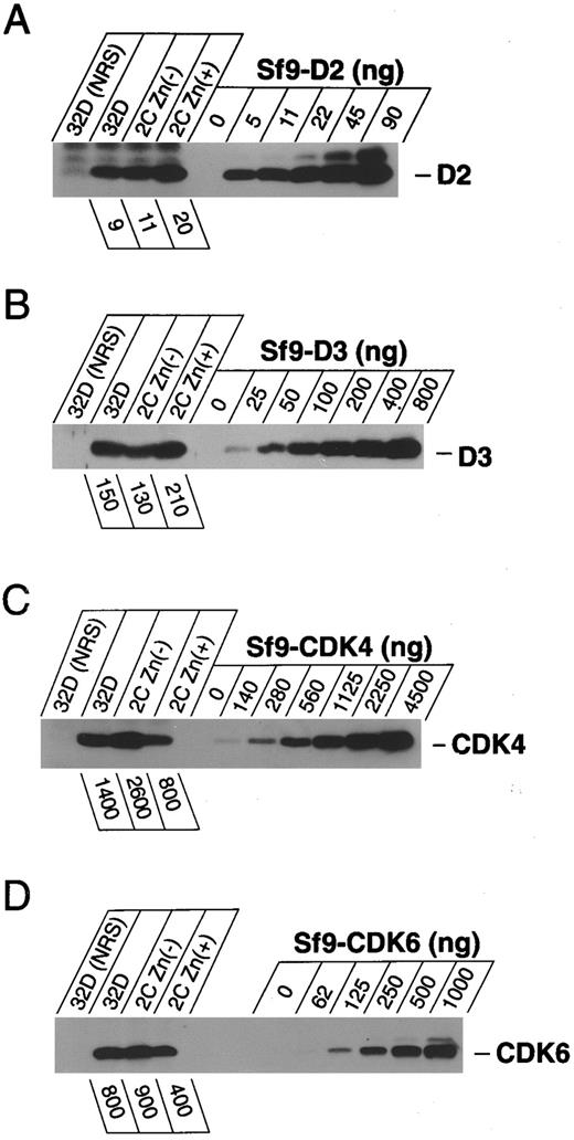 Fig. 2. Quantitation of D-type cyclins and their CDK subunits in 32D cells. Lysates from equal numbers of parental 32D cells (lanes 1 and 2) or from clone 2C cells grown in the absence (lane 3) or presence (lane 4) of zinc were precipitated with nonimmune rabbit serum (lane 1, NRS) or with antisera to various cyclins or CDKs (lanes 2 to 4) as indicated at the right of each panel. Immune precipitates were electrophoretically separated on denaturing gels together with the indicated amounts (ng) of corresponding recombinant proteins and were then blotted with the same antiserum as used for immunoprecipitation. The quantities (in ng) of cyclin D2 (A), D3 (B), CDK4 (C), and CDK6 (D) present in the cell lysates were estimated by comparative densitometry and are indicated by the numbers below lanes 2 to 4 at the left of each panel. Note that with the antisera used, D2 was detected at greater sensitivity than D3, and CDK6 was somewhat more readily detected than CDK4; nonetheless, D3 and CDK4 were the predominant proteins in the lysates (see text).