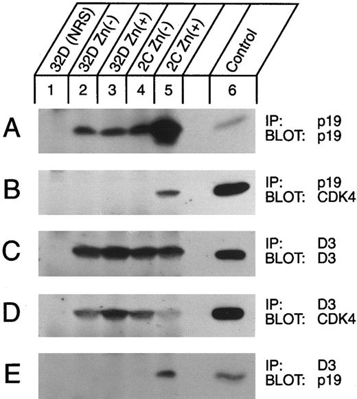 Fig. 3. Detection of p19-CDK complexes in vivo. Lysates of parental 32D cells transfected with the naked vector (lanes 2 and 3) or of clone 2C cells (lanes 4 and 5) either untreated or treated for 5 hours with 75 μmol/L zinc (as indicated above the lanes) were immunoprecipitated with antisera to p19 or to cyclin D3 (designated by IP, right margin) and then blotted with antibodies to p19, cyclin D3, or CDK4 (as indicated by Blot, right margin). Lysates from control cells were precipitated with nonimmune serum (NRS, lanes 1). Recombinant proteins produced in Sf9 cells were loaded as positive controls (lane 6) for the immunoblots.