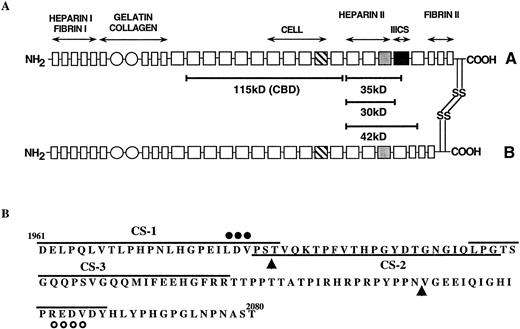 Fig. 1. (A) A model of human plasma FN showing two heterologous subunits (A and B), which are linked at their carboxy-termini by two disulfide bonds. Each subunit contains a series of type I (rectangles), type II (circles), and type III (squares) homologous repeats. The type III repeats which contain the classical RGDS cell adhesion sequence (▧) and heparin-binding cell adhesion sequences () are shown. The alternatively spliced type III connecting segment (IIICS), which contains two known cell adhesion sequences is indicated (▪). The location of the chymotryptic fragments used in these studies, along with their approximate molecular weights, are shown by solid bars. Antibody recognition and fibrin-binding data suggest that the 42-kD fragment originates from the B chain, while the 30-/35-kD fragments are from the A chain. (B) Amino acid sequence of the type IIICS region, which spans amino acids 1961-2080 of the A chain of human plasma FN. Synthetic peptides used in these studies (CS-1, CS-2, CS-3, and PREDVDY) are indicated by solid lines. The two sequences known to be active in cell adhesion are indicated by closed circles (LDV) and open circles (REDV). Arrowheads indicate putative splice sites in the IIICS region.
