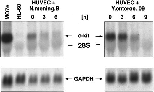 Fig. 1. Northern blot analysis of c-kit mRNA expression in HUVEC cocultured with different gram-negative bacterial strains, namely Y enterocolitica and N meningitidis (106 bacteria/mL, respectively) for 0, 3, 6, and 9 hours. The membrane was then rehybridized with a probe for GAPDH.