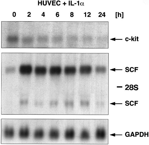 Fig. 2. Regulatory effects of IL-1α (10 ng/mL) on the expression of SCF mRNA and c-kit mRNA in HUVEC. Cells were stimulated with IL-1α over a time period from 0, 2, 4, 6, 8, 12, and 24 hours. Total cellular RNA was extracted and studied for regulation of both c-kit mRNA expression and SCF mRNA expression using Northern blot analysis. c-kit–specific mRNA could be detected at 5.5 kb (arrow); two SCF-specific transcripts are indicated by arrows (6.5 kb and 4.3 kb).The membrane was then rehybridized with a probe for GAPDH.