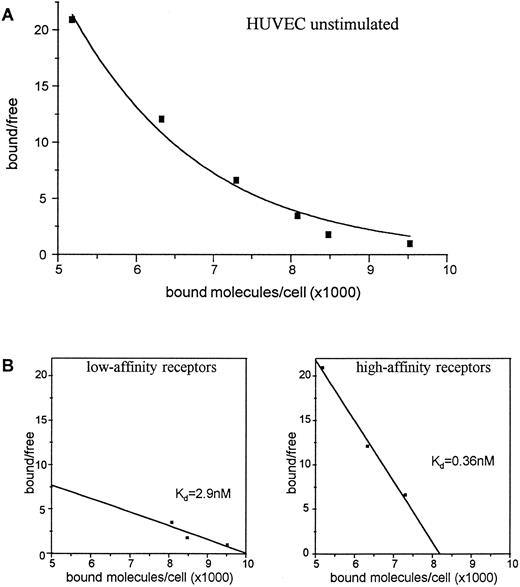 Fig. 3. Binding of 125I-SCF to unstimulated HUVEC (A). 2 × 106 cells were incubated with varying concentrations of 125I-SCF with and without 100-fold excess of unlabeled SCF at 18°C. Scatchard analysis of determination of c-kit receptors on unstimulated HUVEC (B). A representative experiment out of three is presented; each experiment used a single batch of HUVEC.