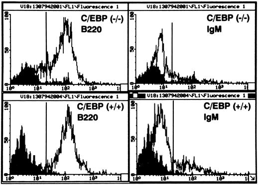 Fig. 3. Flow cytometric analysis of nonadherent cells generated in long-term cultures of BM stromal cells. Cells were doubly stained with PE-conjugated antimouse CD45/B220 and with FITC-conjugated antimouse IgM. Greater than 90% of cells are B220+ B cells, with 78% carrying the B220+/IgM− phenotype (pre-B cells), and 22% expressing the B220+/IgM+ phenotype (mature B cells). Solid peaks indicate the staining with isotype-matched MoAb controls. The data are representative of the weekly analysis of BM cultures from 10 individual C/EBPβ+/+ and C/EBPβ−/− mice.