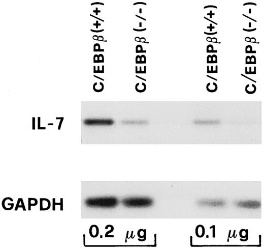 Fig. 4. IL-7 mRNA expression from BM adherent cells of C/EBPβ+/+ and C/EBPβ−/− mice. Total RNA was extracted from MPA-treated BM adherent cells of C/EBPβ+/+ and C/EBPβ−/− mice. RT-PCR with mouse IL-7–specific primers was performed from the indicated amounts of RNA (0.1 μg, 0.2 μg). IL-7 mRNA expression was visualized by a Southern blot analysis of RT-PCR products in parallel with constitutively expressed GAPDH by using a mouse IL-7 or a human GAPDH cDNA.