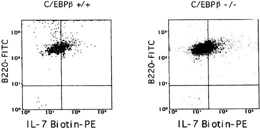 Fig. 6. Surface expression of IL-7 receptors on B cells from C/EBPβ+/+ or C/EBPβ−/− mice. B lymphocytes obtained from long-term cultures of BM stromal cells were stained with B220-FITC MoAb and with IL-7 biotin, followed by incubation with streptavidin-PE. 31.5% and 34.7% of cells expressed IL-7 receptors in the case of C/EBPβ+/+ or C/EBPβ−/− mice, respectively. Similar results were obtained in the case of BM B-cell subpopulations (not shown).