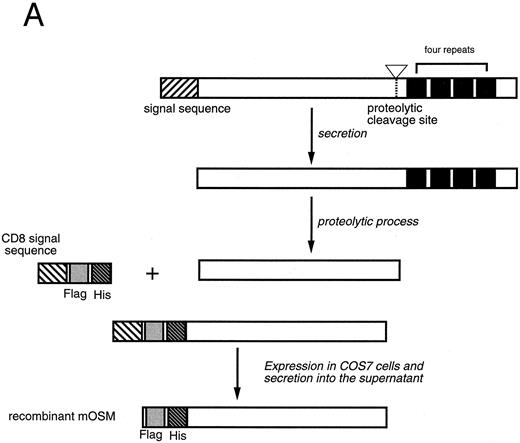 Fig. 1. Production of the recombinant mOSM. (A) Schematic representation of structure of the native mOSM and the epitope-tagged recombinant mOSM. (B) The recombinant mOSM (rmOSM) protein expressed in COS7 cells. Culture supernatant from COS7 cells transfected with the epitope-tagged mOSM cDNA was used to purify mOSM to homogeneity and the purified protein was analyzed by 8% to 16% polyacrylamide gel electrophoresis in the presence of SDS. Position of molecular weight standards are indicated on right by kilodalton (kD).